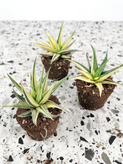 Haworthia attenuata variegata