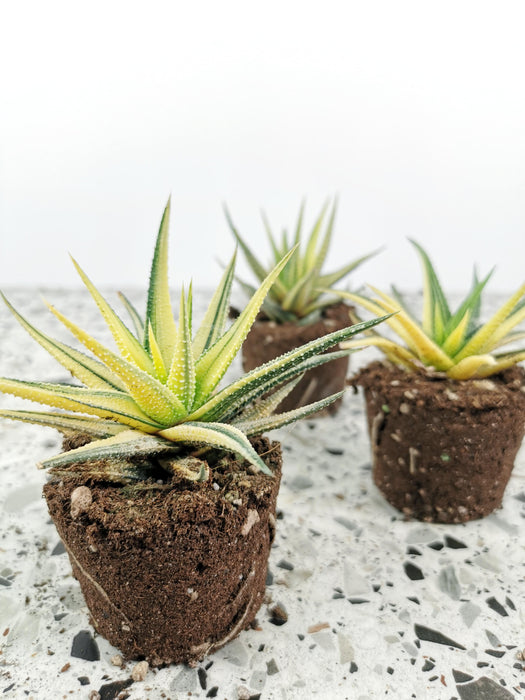 Haworthia attenuata variegata