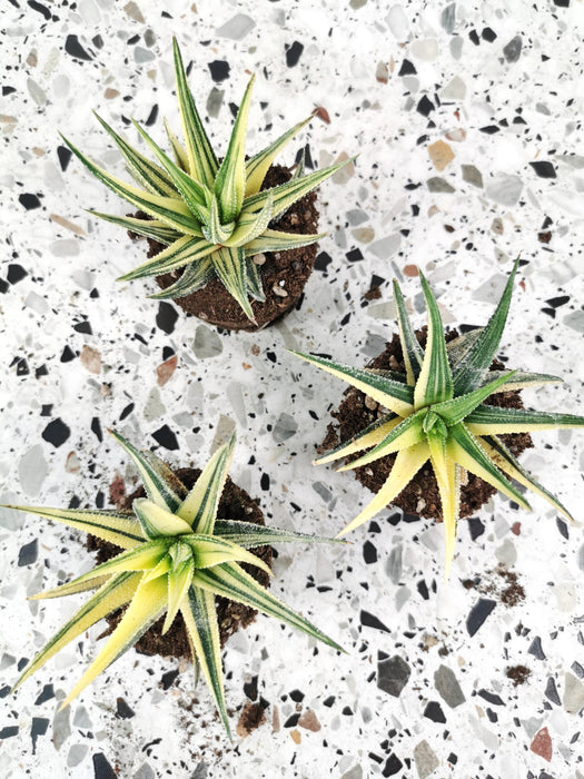 Haworthia attenuata variegata