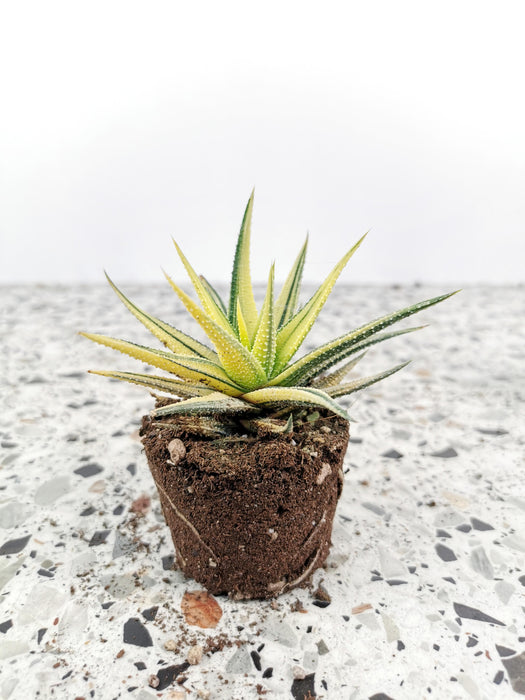 Haworthia attenuata variegata