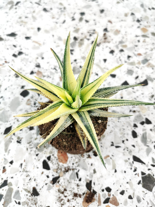 Haworthia attenuata variegata