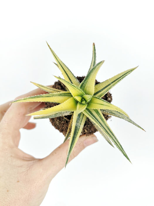 Haworthia attenuata variegata