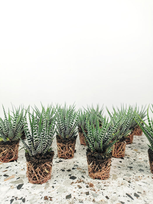 Haworthia fasciata alba