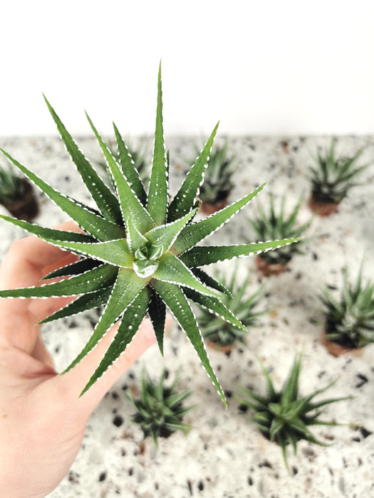 Haworthia fasciata alba