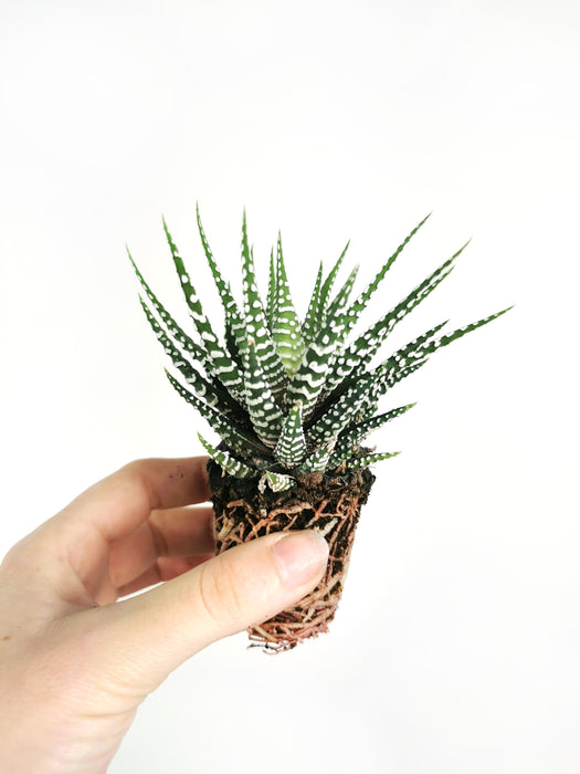 Haworthia fasciata alba