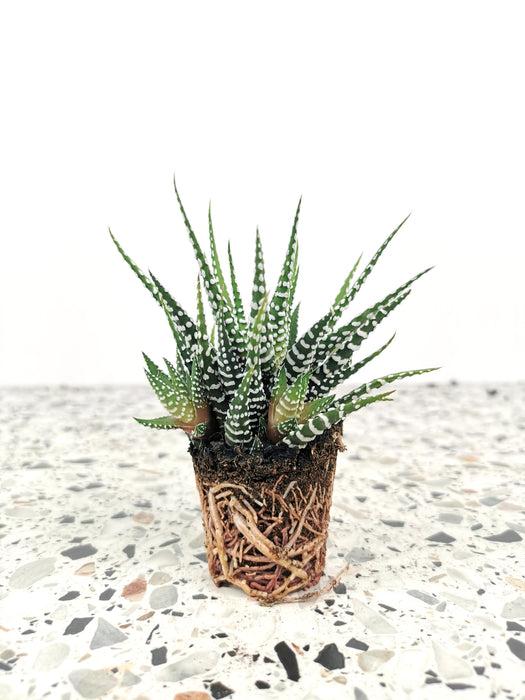 Haworthia fasciata alba