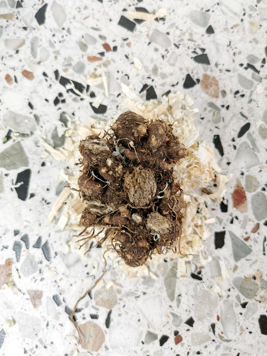 Alocasia hilo beauty - Rhizome