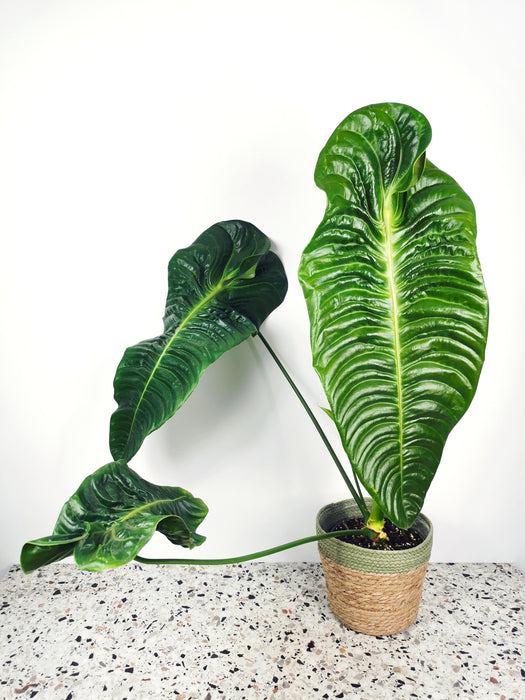 Anthurium veitchii - XXL