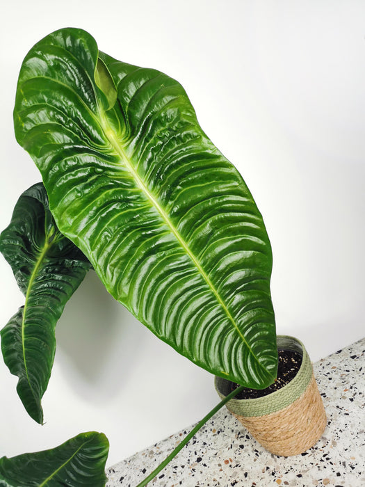 Anthurium veitchii - XXL