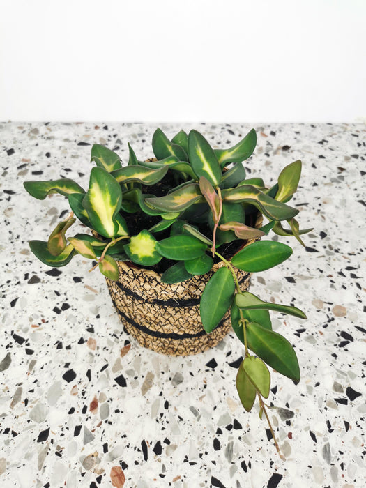 Hoya burtoniae variegata