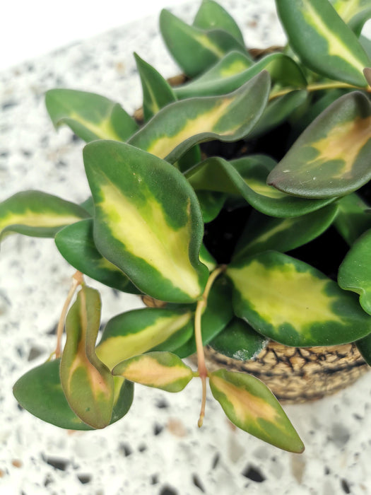 Hoya burtoniae variegata