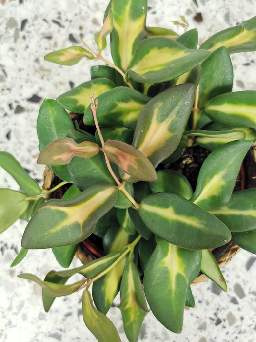 Hoya burtoniae variegata