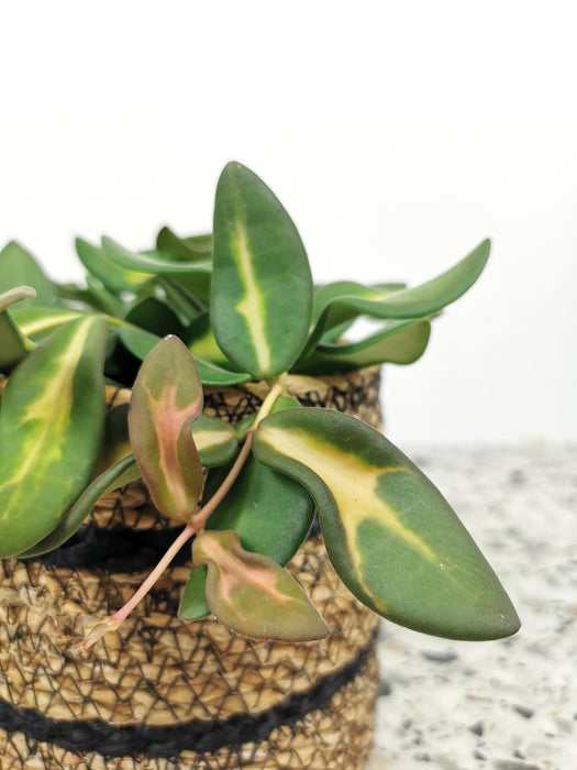 Hoya burtoniae variegata