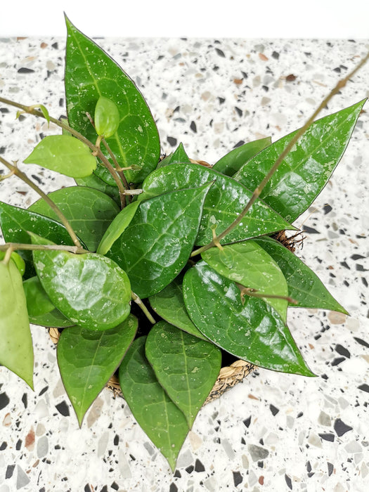 Hoya parasitica black edge