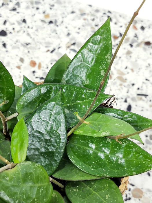 Hoya parasitica black edge