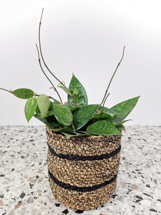 Hoya parasitica black edge
