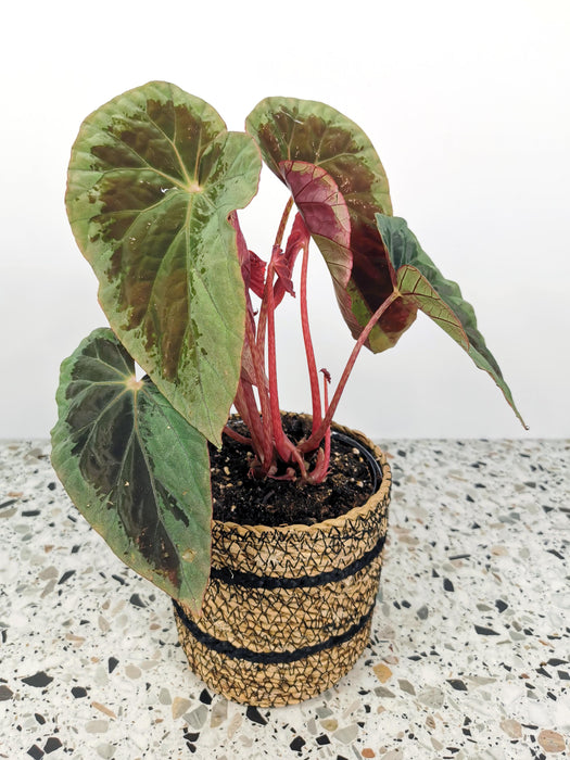 Begonia burkilli silver edge - medium