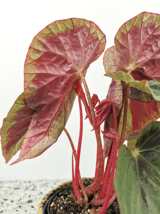 Begonia burkilli silver edge - medium
