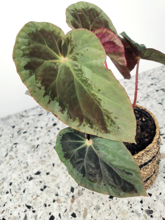Begonia burkilli silver edge - medium