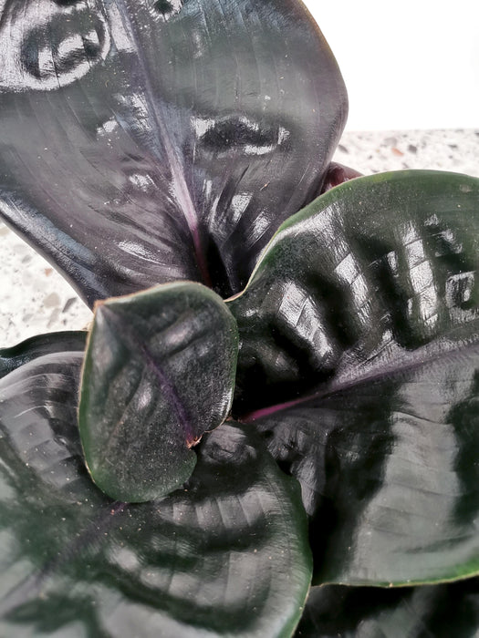 Georgenanthus cillatus midnight pearl