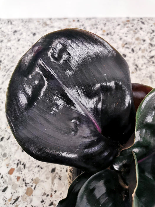 Georgenanthus cillatus midnight pearl