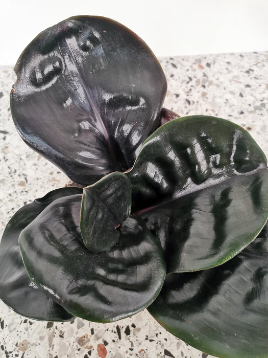 Georgenanthus cillatus midnight pearl