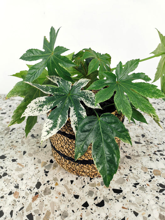 Fatsia japonica variegata - medium