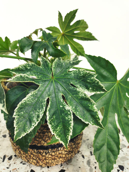 Fatsia japonica variegata - medium