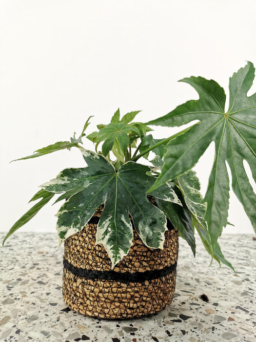 Fatsia japonica variegata - medium