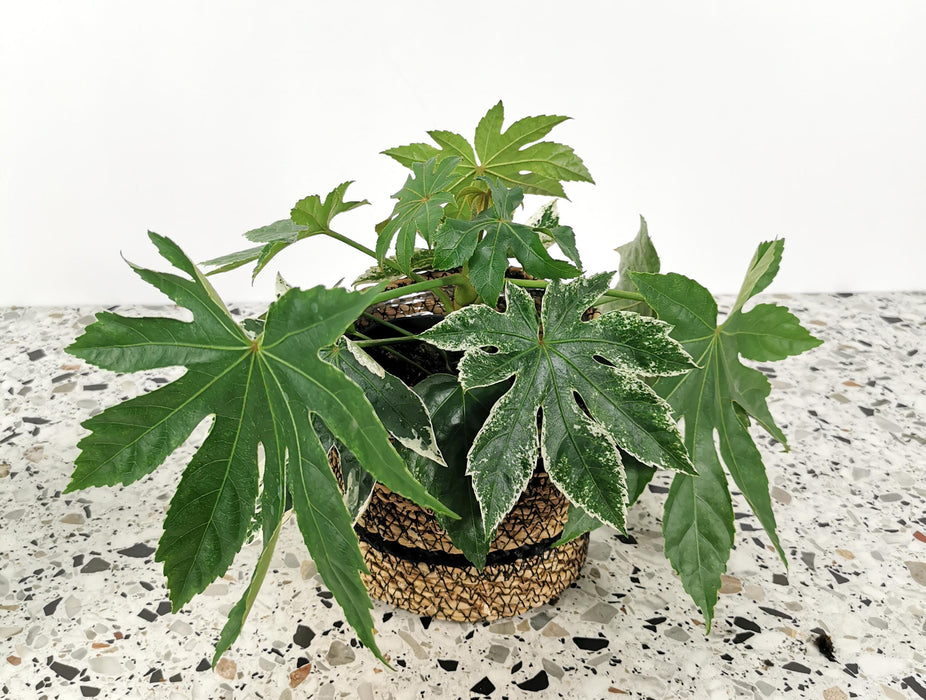 Fatsia japonica variegata - medium