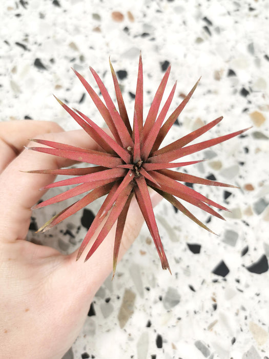 Tillandsia ionantha (rose fushia)