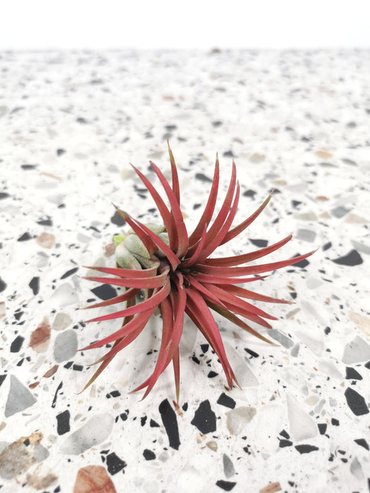 Tillandsia ionantha (rose fushia)