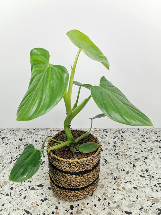 Philodendron pittieri