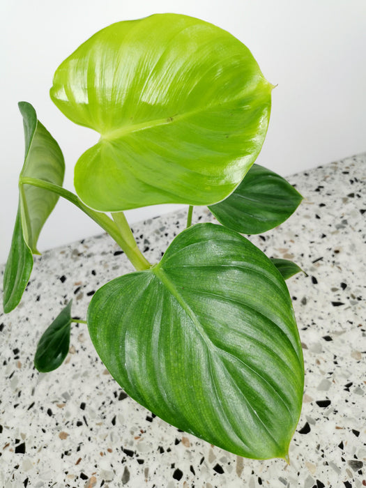 Philodendron pittieri