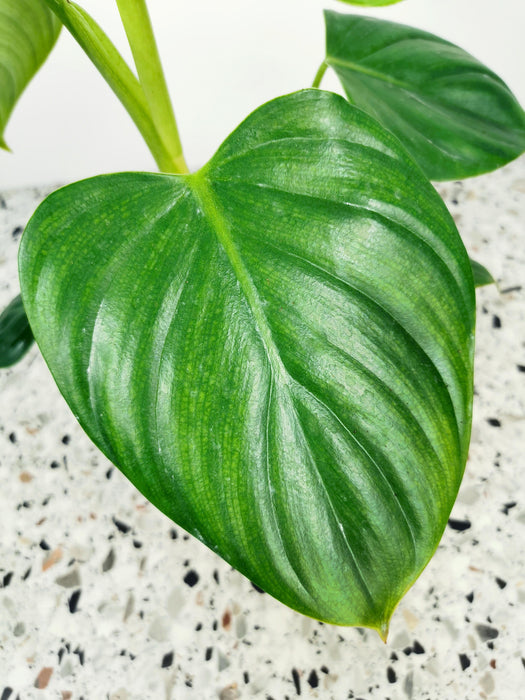 Philodendron pittieri