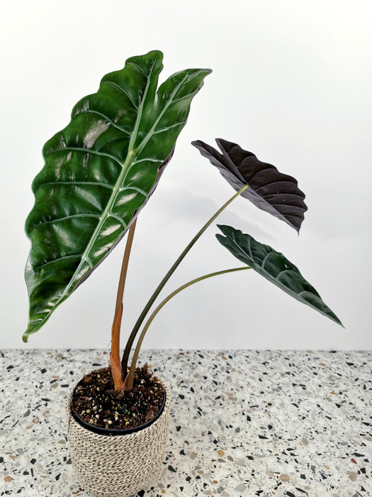 Alocasia chantrieri - Large