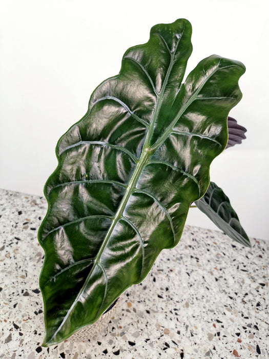 Alocasia chantrieri - Large