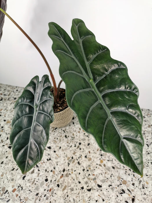 Alocasia chantrieri - Large