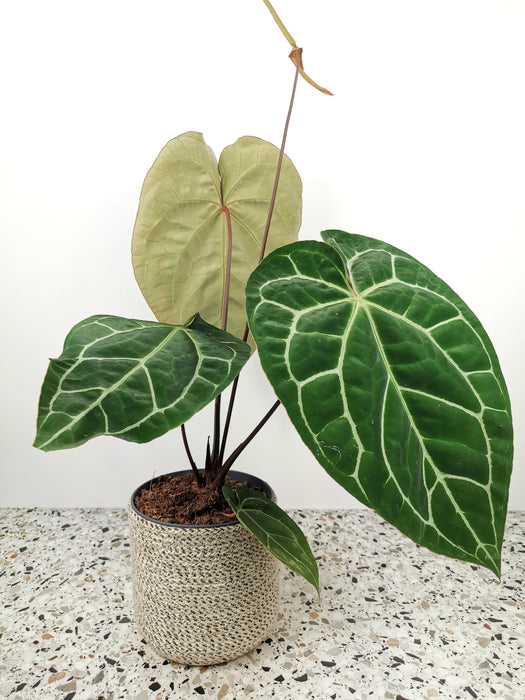 Anthurium crystallinum - Large