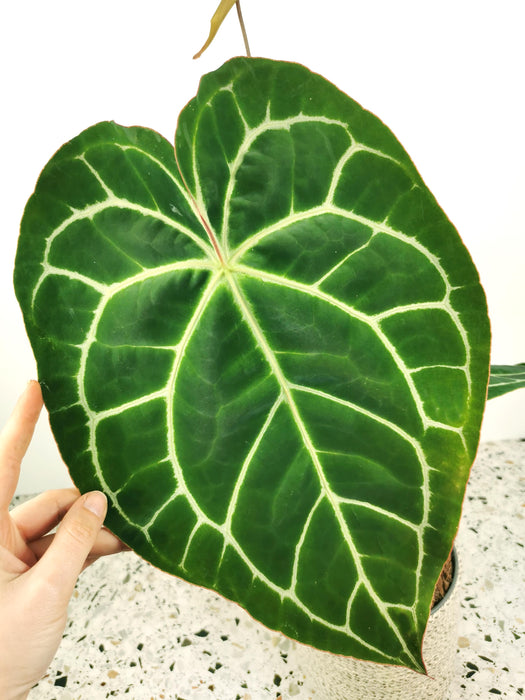 Anthurium crystallinum - Large