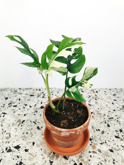 Rhaphidophora tetrasperma variegata