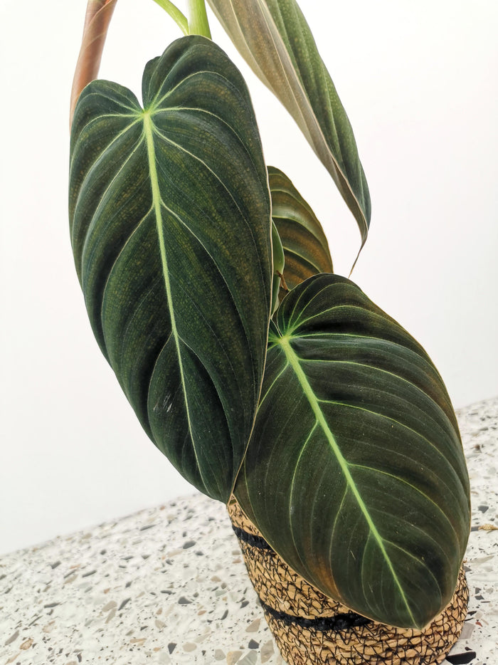 Philodendron