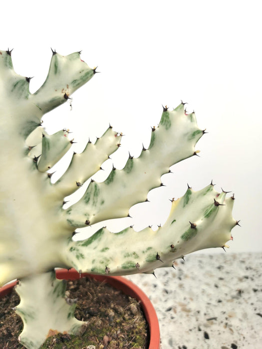 Euphorbia lactea white ghost