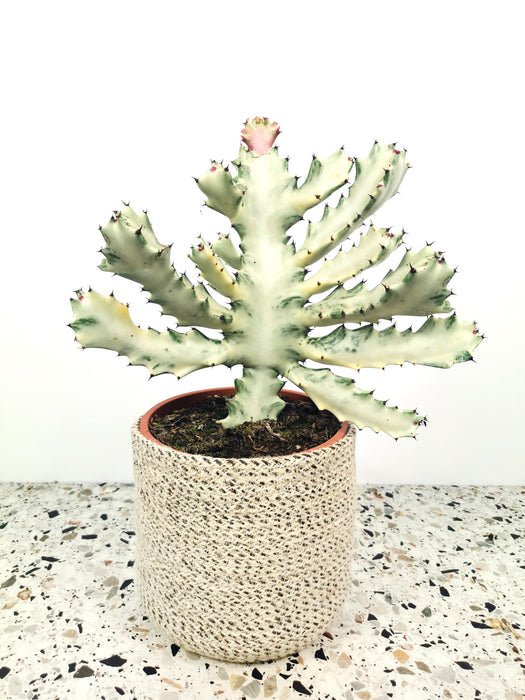 Euphorbia lactea white ghost