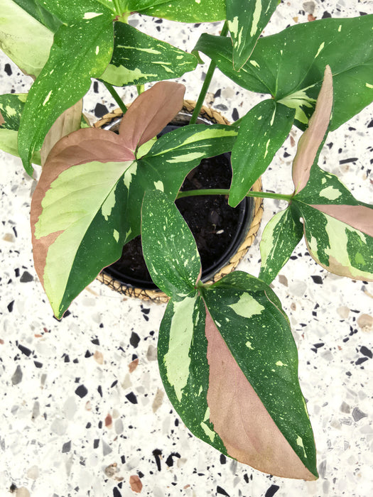 Syngonium tricolor red spot