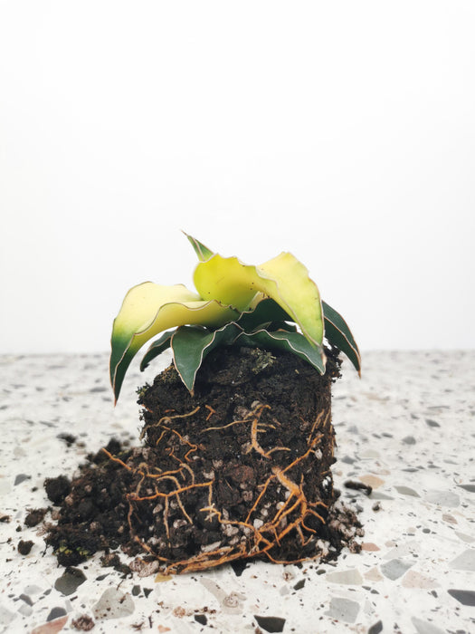 Sansevieria star canary