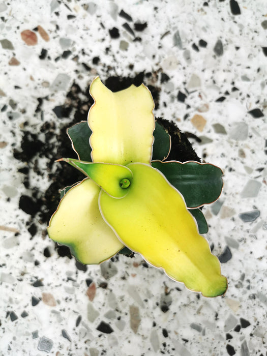 Sansevieria star canary