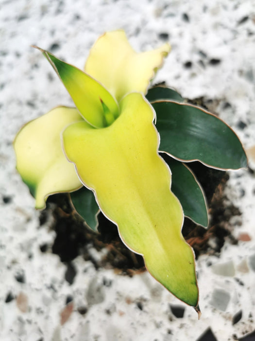 Sansevieria star canary