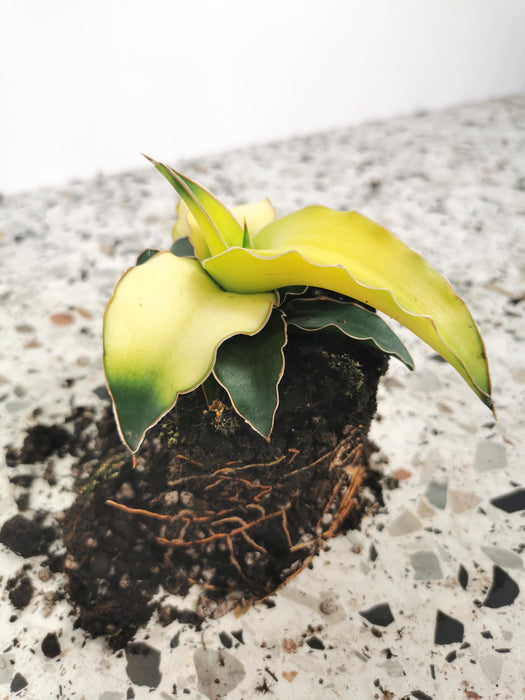 Sansevieria star canary