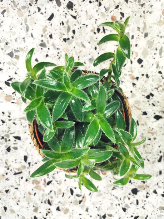 Tradescantia cyanotis